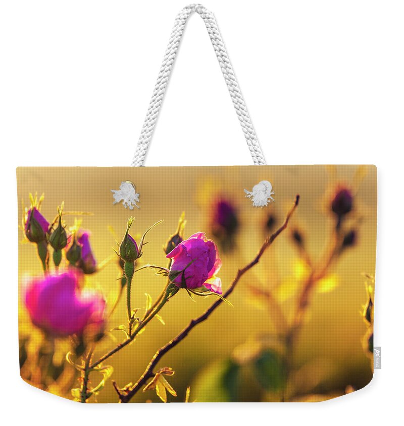 Bulgaria Weekender Tote Bag featuring the photograph Roses In Gold by Evgeni Dinev