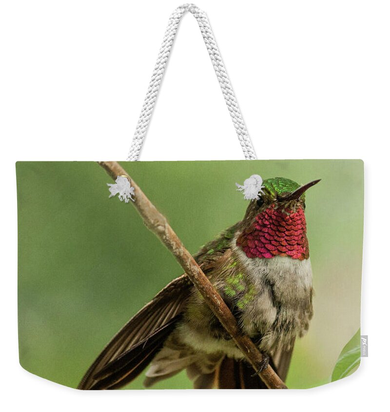 Animal Themes Weekender Tote Bag featuring the photograph Ruby Hummingbird With Passion Bud by Melinda Moore