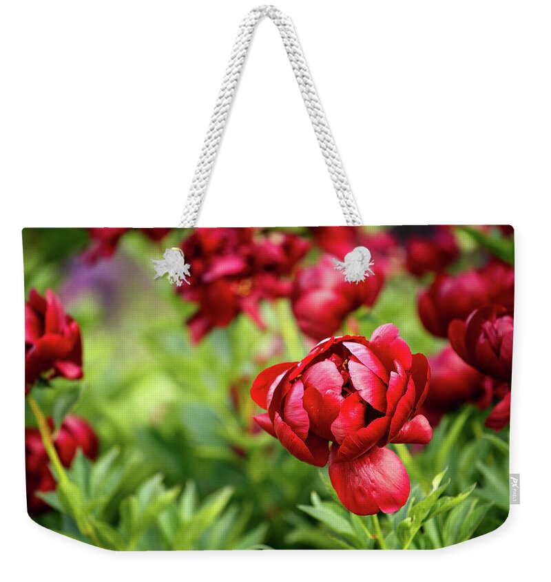Petal Weekender Tote Bag featuring the photograph Ruby Red Peonies by Mary Smyth