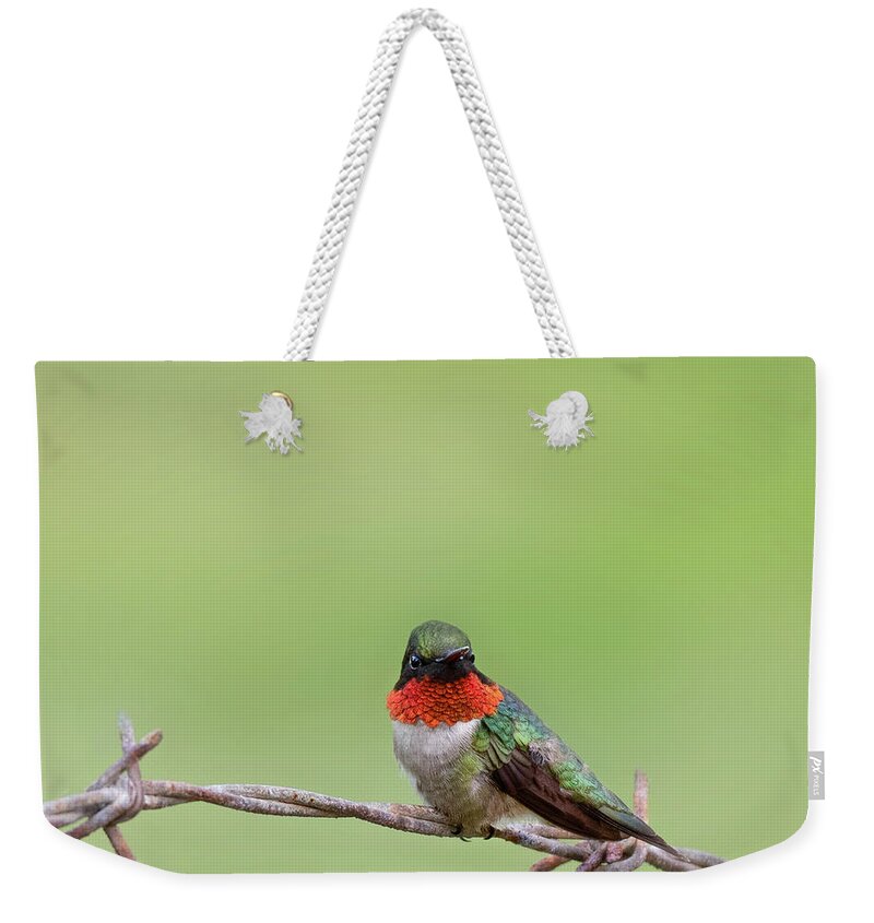Square Weekender Tote Bag featuring the photograph Ruby Throated Hummingbird on Fence square by Bill Wakeley