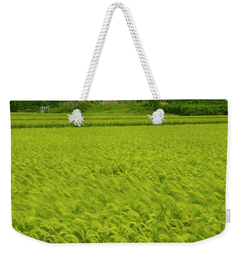 Tranquility Weekender Tote Bag featuring the photograph Ruins Rice Field by Noriyuki Araki