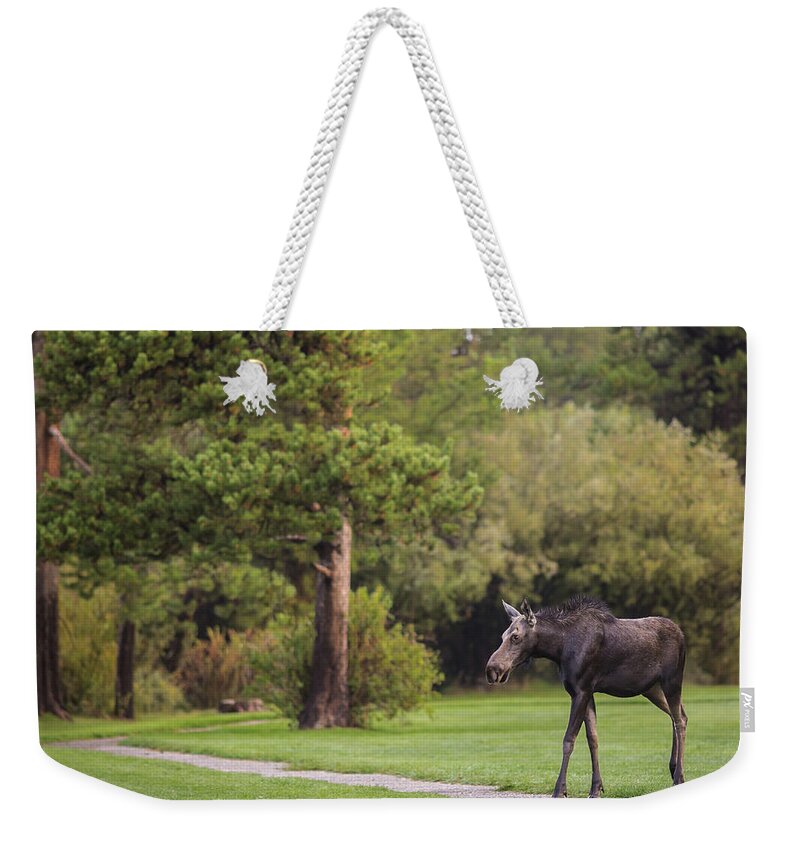 Running Moose Weekender Tote Bag featuring the photograph Running Moose by Julieta Belmont