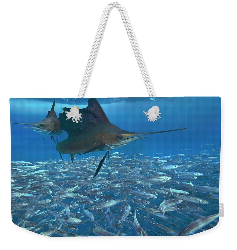 00558730 Weekender Tote Bag featuring the photograph Sailfish Hunting Round Sardinella, Isla Mujeres, Mexico by Tim Fitzharris