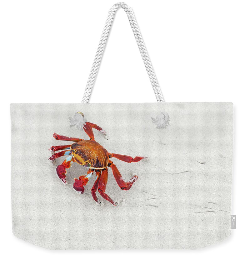 Animals Weekender Tote Bag featuring the photograph Sally Lightfoot Crab On The Beach by Tui De Roy