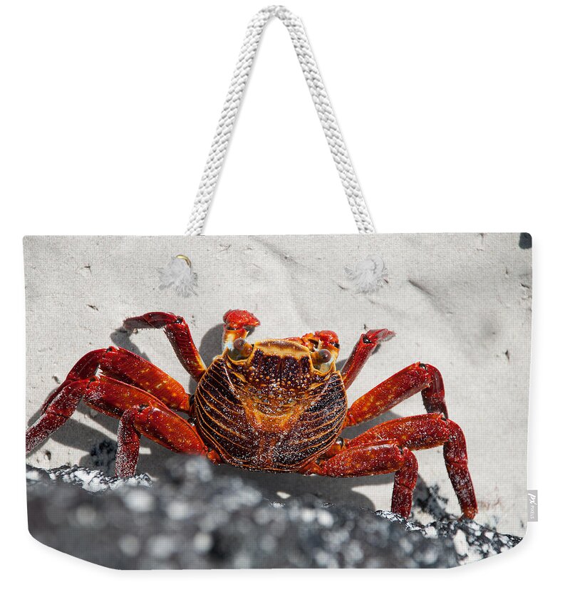 Animal Themes Weekender Tote Bag featuring the photograph Sally Lightfoot Crab by Sascha Grabow