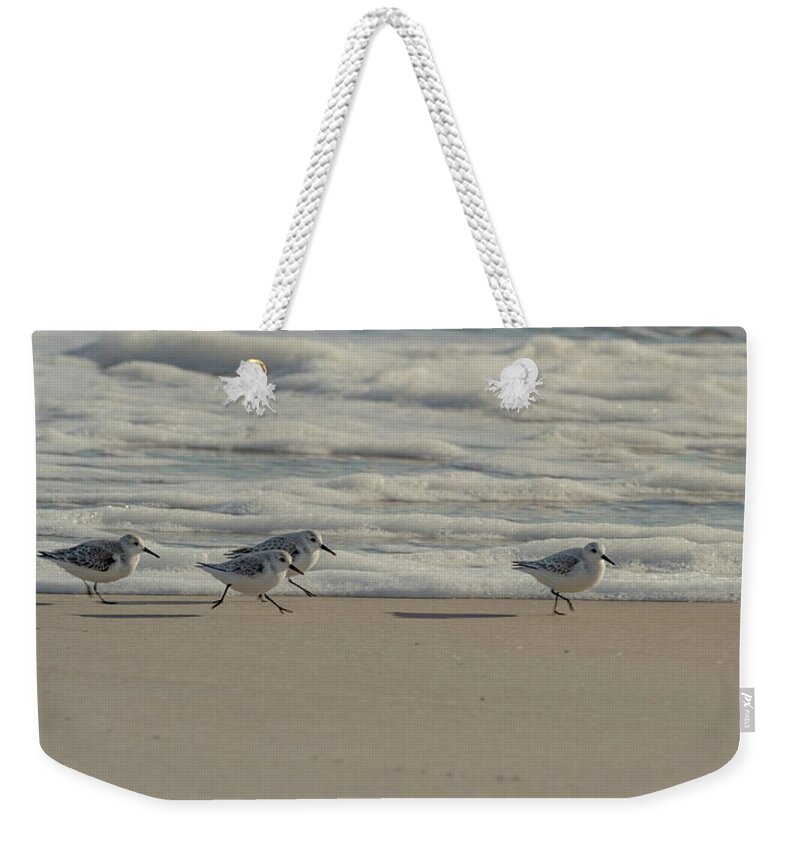 Sandpiper Weekender Tote Bag featuring the photograph Sanderlings at Assateague Island National Seashore I 1x2 by William Dickman