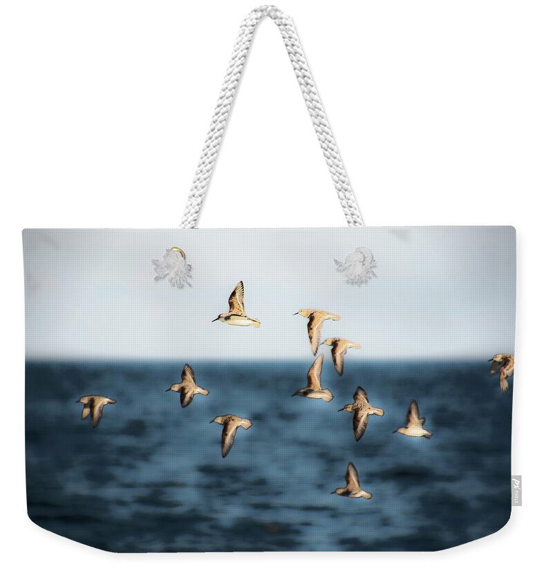Birds Weekender Tote Bag featuring the photograph Sandpipers in Flight by Karen Smale