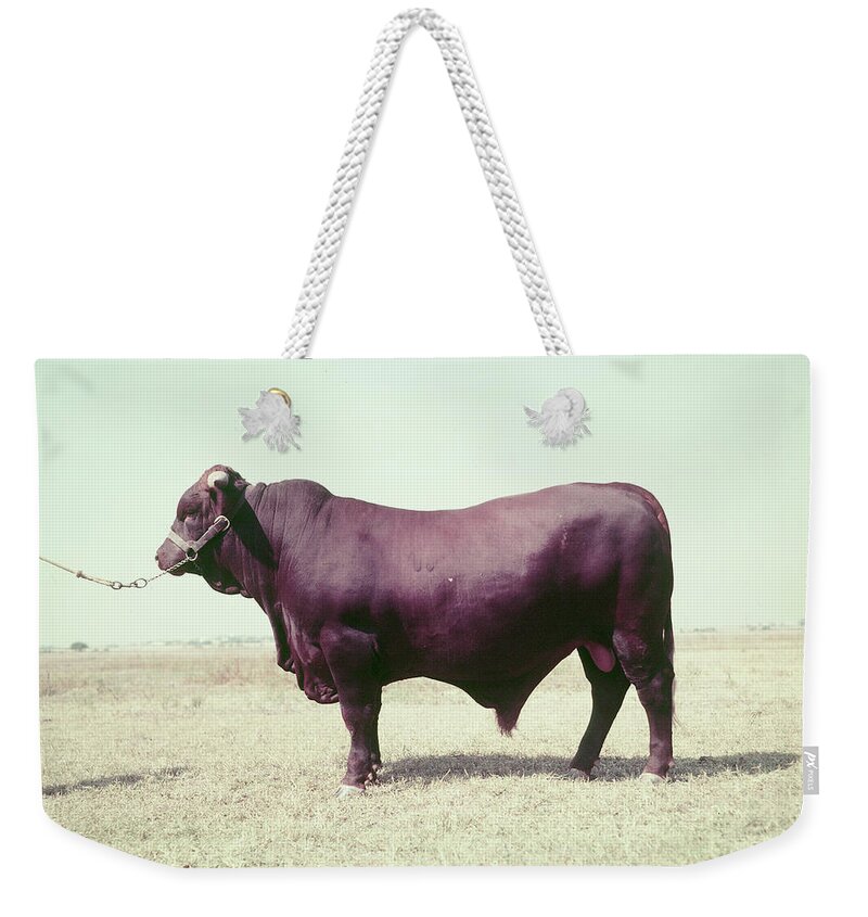 Beef Weekender Tote Bag featuring the photograph Santa Gertrudis bull by John Dominis