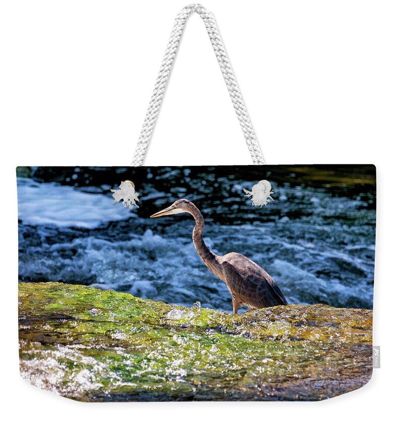 Bird Weekender Tote Bag featuring the photograph Sauble Falls Hunter 2 by Steve Harrington
