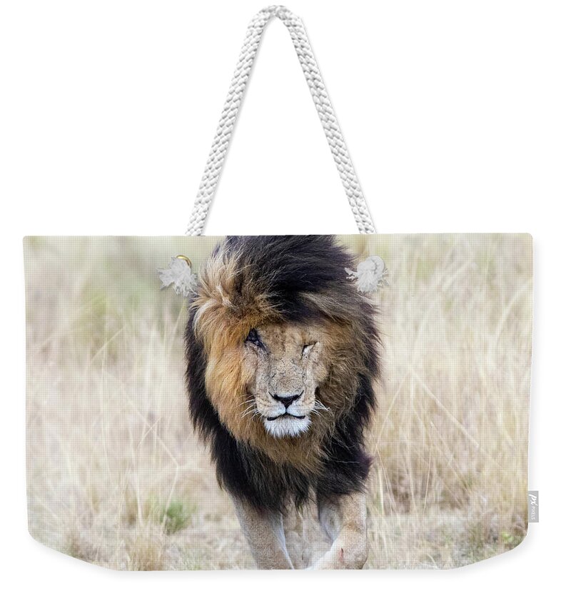 Mara Weekender Tote Bag featuring the photograph Scar the lion by Jane Rix
