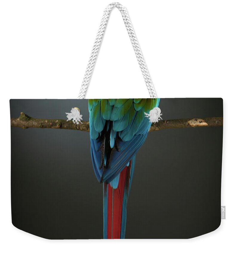 Animal Themes Weekender Tote Bag featuring the photograph Scarlet Macaw On A Perch by Tim Platt