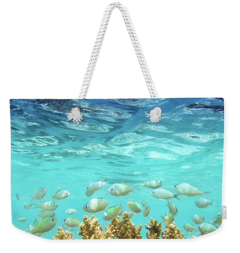 Coral Reef Weekender Tote Bag featuring the photograph School in the Blue Lagoon by Becqi Sherman
