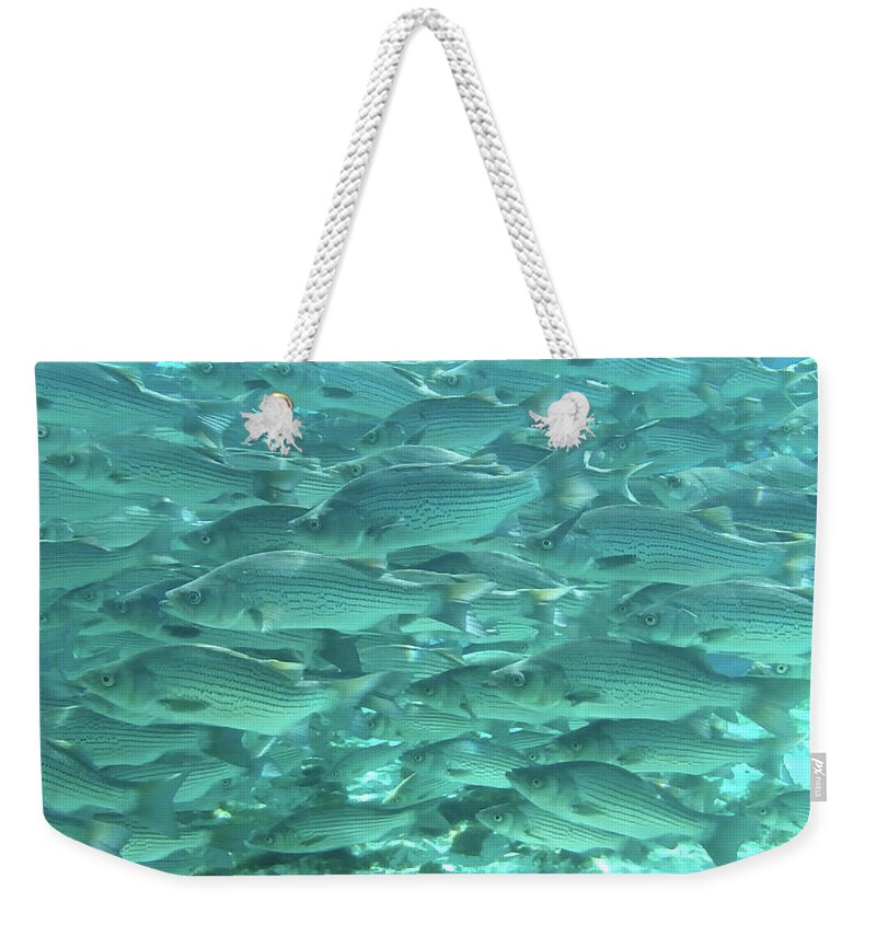 School Weekender Tote Bag featuring the photograph School of Fish, Natural Spring by Philip And Robbie Bracco