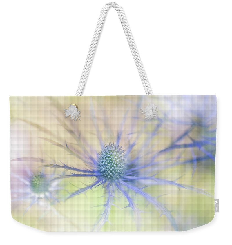 Sea Holly Weekender Tote Bag featuring the photograph Sea Holly Dance by Anita Nicholson