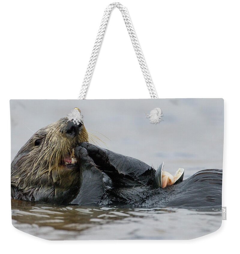 Sebastian Kennerknecht Weekender Tote Bag featuring the photograph Sea Otter Feeding, Elkhorn Slough by Sebastian Kennerknecht