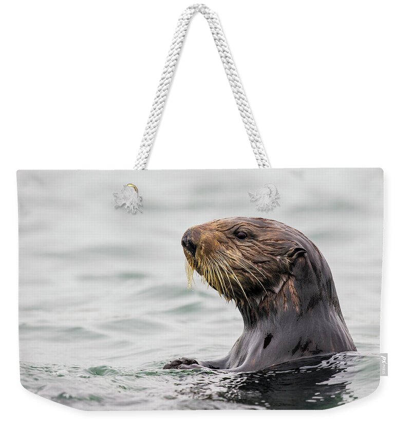 Sebastian Kennerknecht Weekender Tote Bag featuring the photograph Sea Otter In Elkhorn Slough by Sebastian Kennerknecht