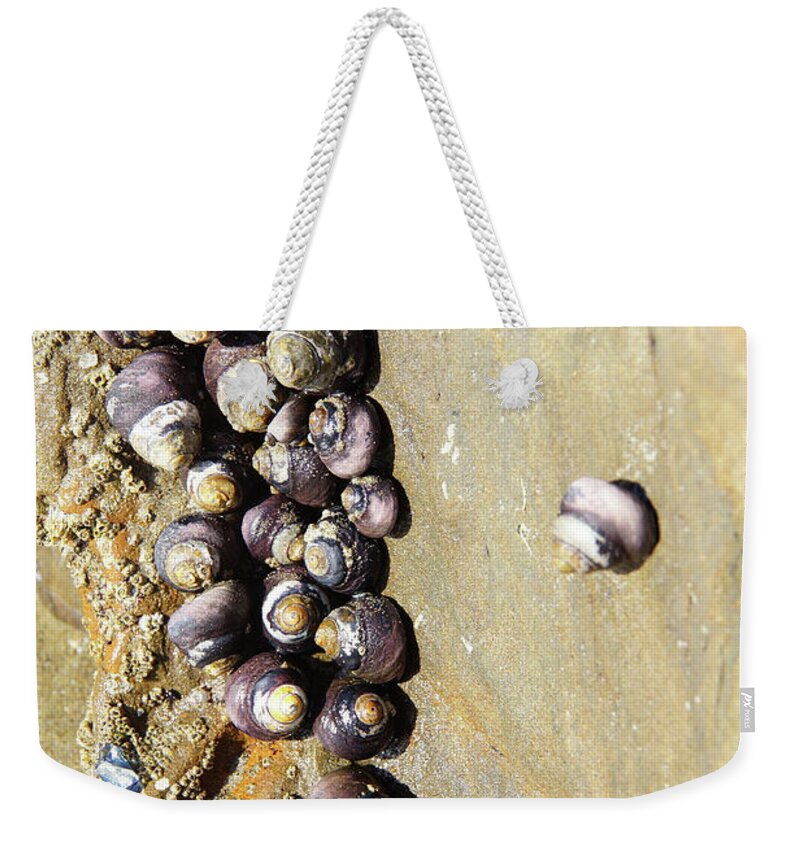 Coast Weekender Tote Bag featuring the photograph Sea snail cluster by Steve Estvanik