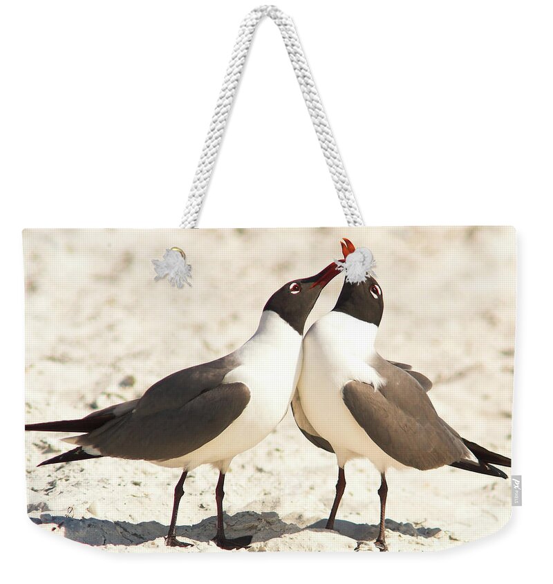 Laughing Gull Weekender Tote Bag featuring the photograph Seagull Love by Jane Axman