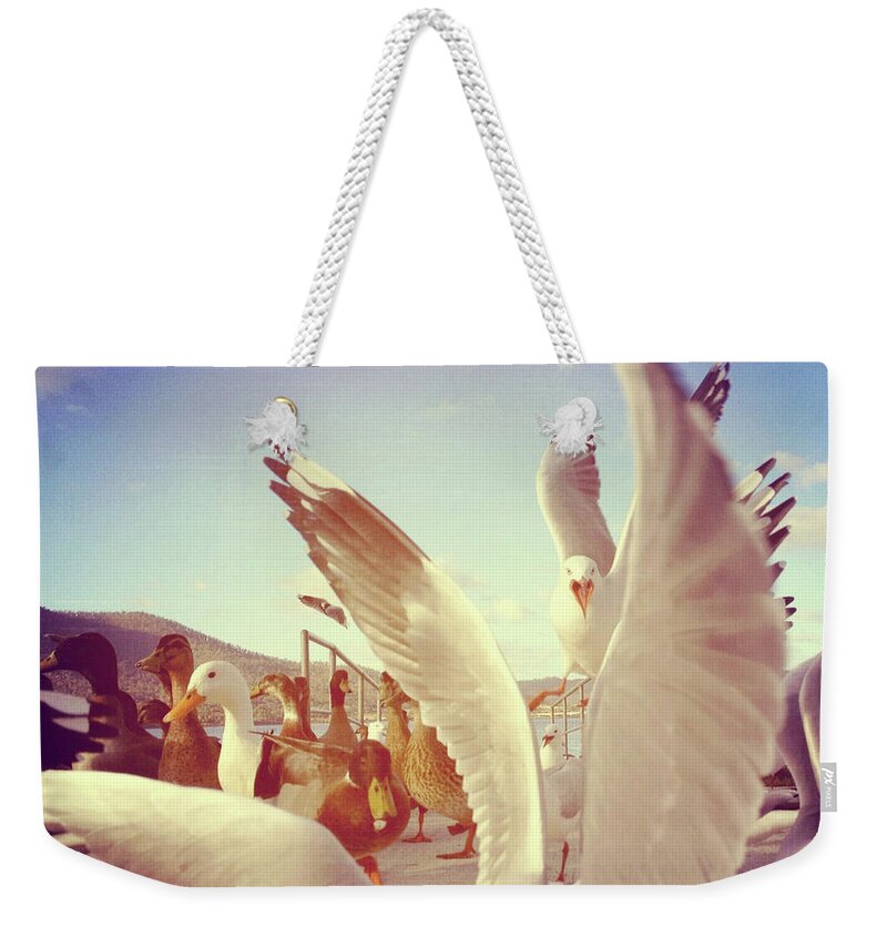 Animal Themes Weekender Tote Bag featuring the photograph Seagulls And Ducks Fighting Over Bread by Jodie Griggs