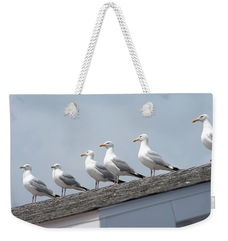In A Row Weekender Tote Bag featuring the photograph Seagulls On Roof by Simplycreativephotography