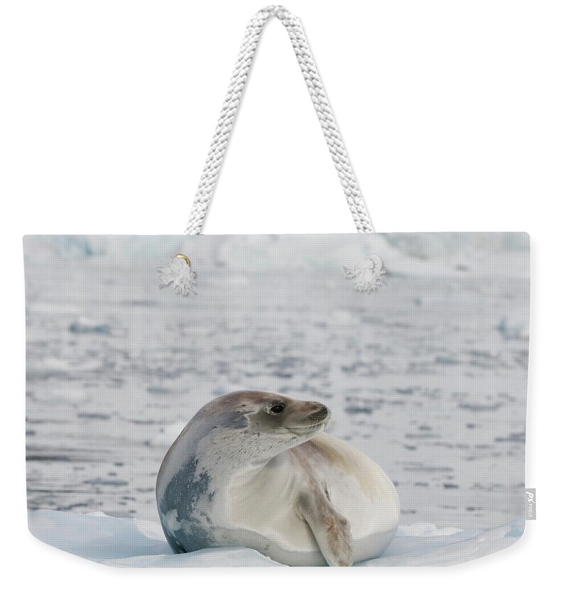 Iceberg Weekender Tote Bag featuring the photograph Seal On The Ice by Jim Julien / Design Pics