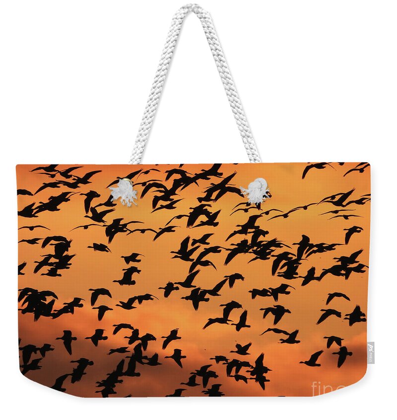 Canadian Geese Weekender Tote Bag featuring the photograph Seasonal Migration by Scott Cameron