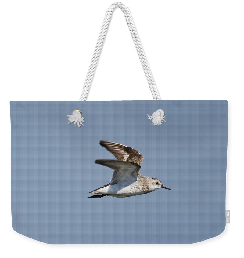 Animal Weekender Tote Bag featuring the photograph Semipalmated Sandpiper by James Zipp
