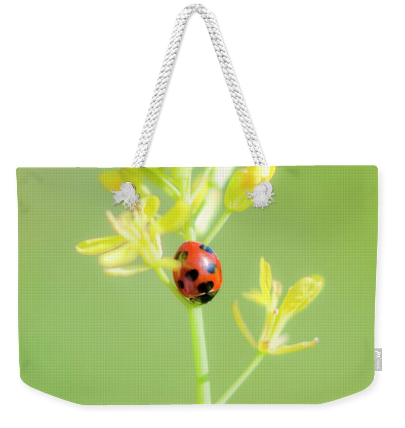 Insect Weekender Tote Bag featuring the photograph Seven Spot Ladybird by Polotan