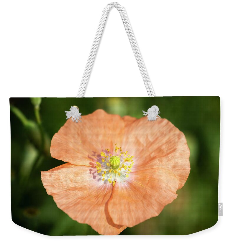 Shirley Poppy Weekender Tote Bag featuring the photograph Shirley Poppy 2018-17 by Thomas Young