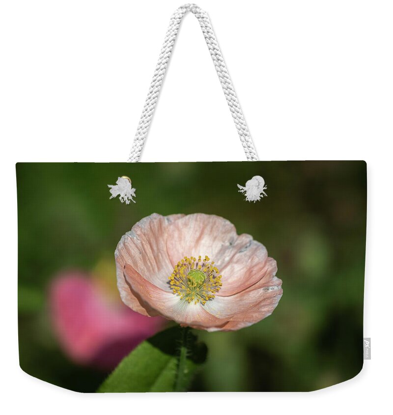  Weekender Tote Bag featuring the photograph Shirley Poppy 2019-2 by Thomas Young