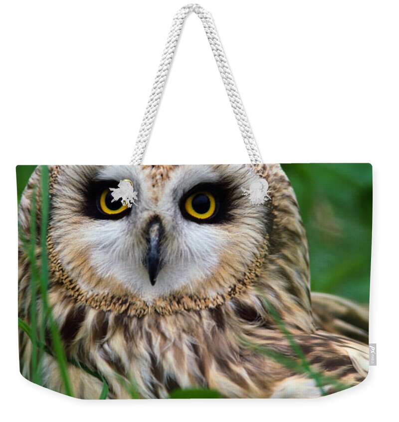Grass Weekender Tote Bag featuring the photograph Short-eared Owl Asio Flammeus, Close-up by Art Wolfe