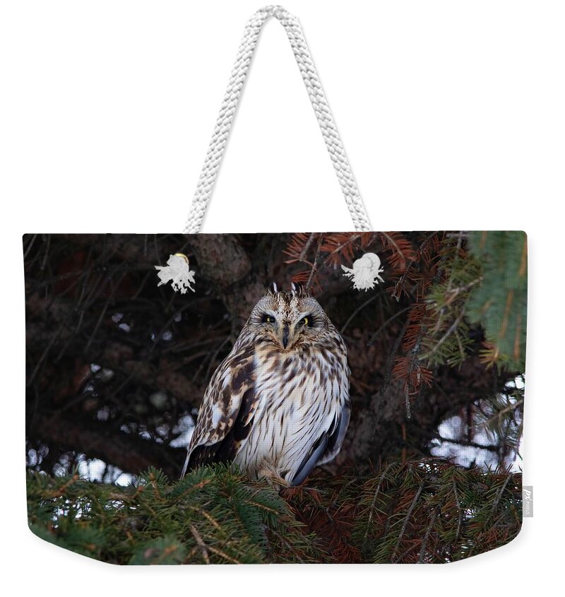 Owl Weekender Tote Bag featuring the photograph Short-eared Owl by Marlin and Laura Hum
