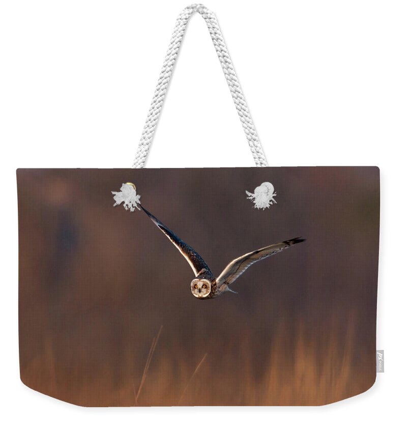 Animal Themes Weekender Tote Bag featuring the photograph Short-eared Owl by Photo By Dcdavis