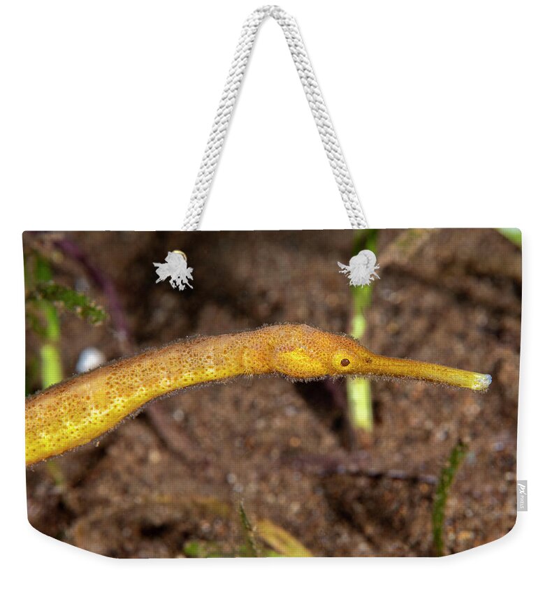 Aquatic Weekender Tote Bag featuring the photograph Short-tailed Pipefish by Andrew Martinez