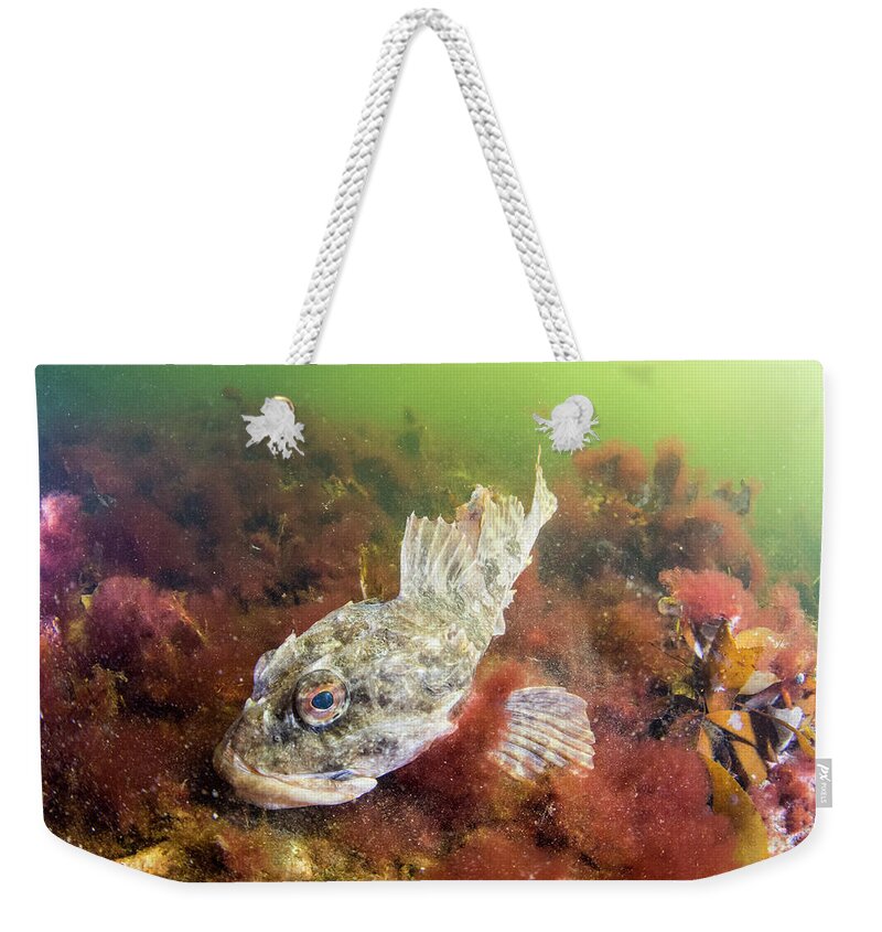 00558384 Weekender Tote Bag featuring the photograph Shorthorn Sculpin in Bonne Bay by Scott Leslie