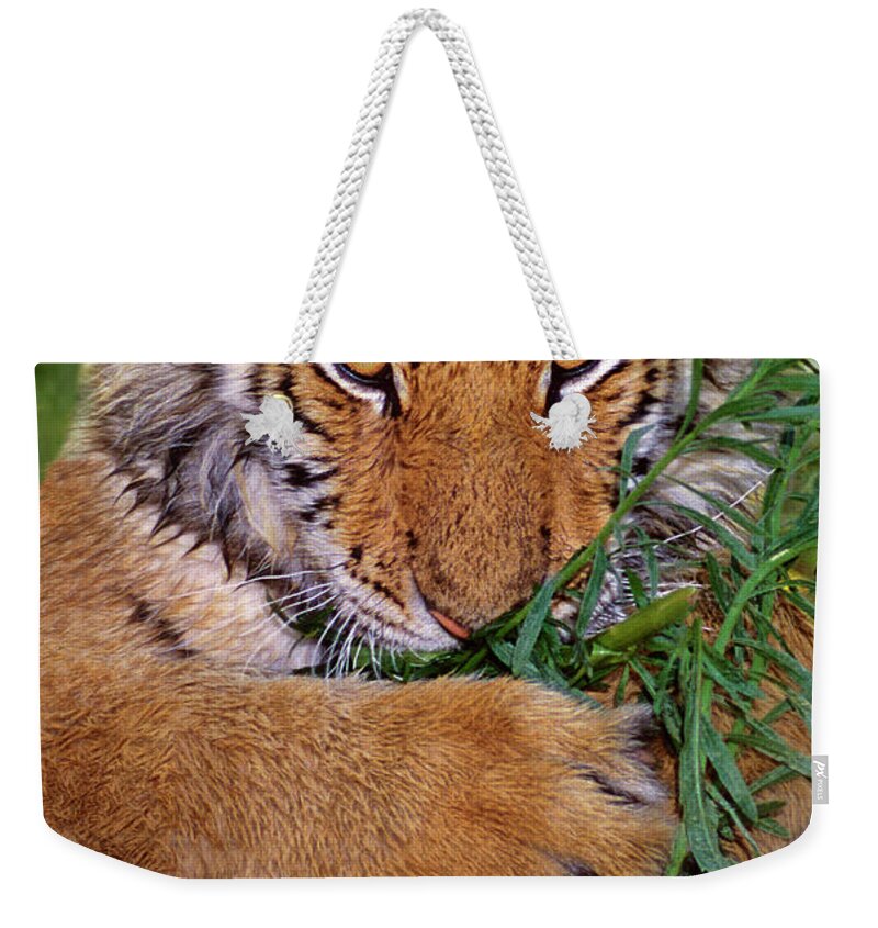 Siberian Tiger Weekender Tote Bag featuring the photograph Siberian Tiger Cub Endangered Species Wildlife Rescue by Dave Welling