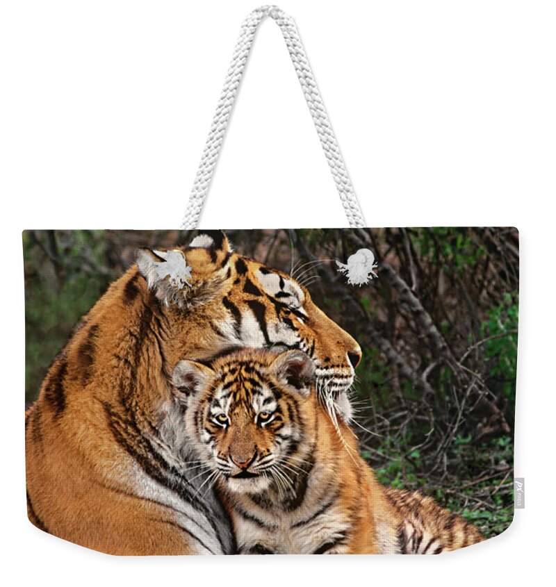 Siberian Tiger Weekender Tote Bag featuring the photograph Siberian Tiger Mother and Cub Endangered Species Wildlife Rescue by Dave Welling