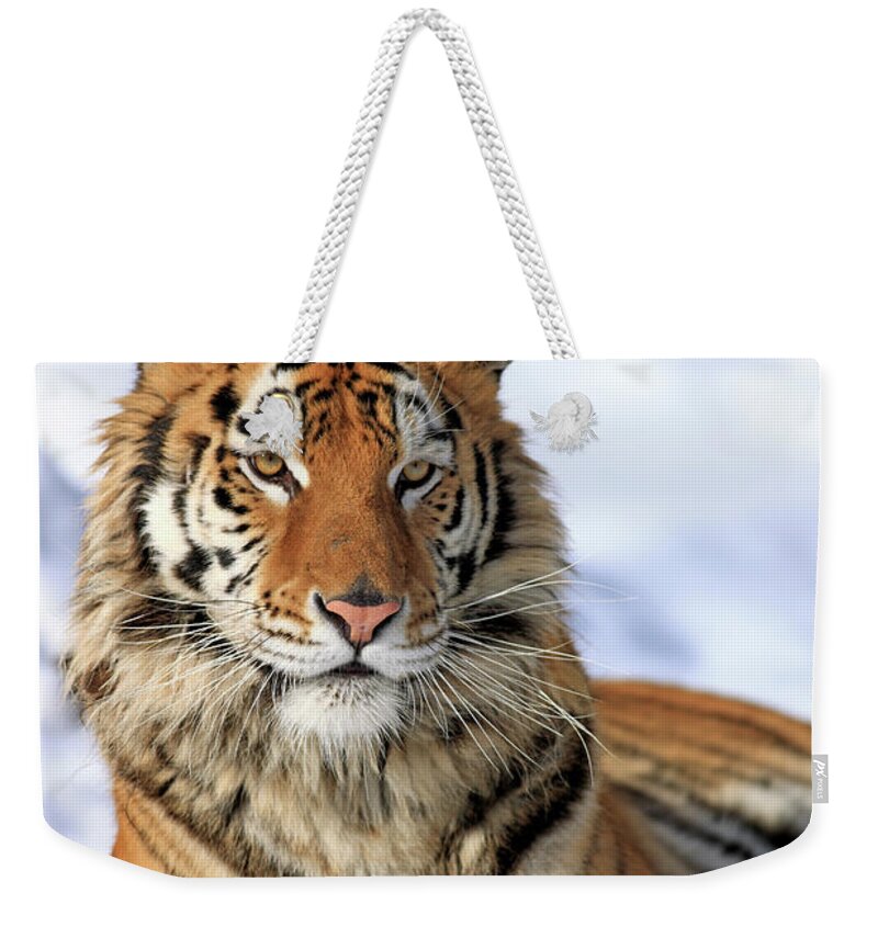 Three Quarter Length Weekender Tote Bag featuring the photograph Siberian Tiger Panthera Tigris Altaica by Tier Und Naturfotografie J Und C Sohns