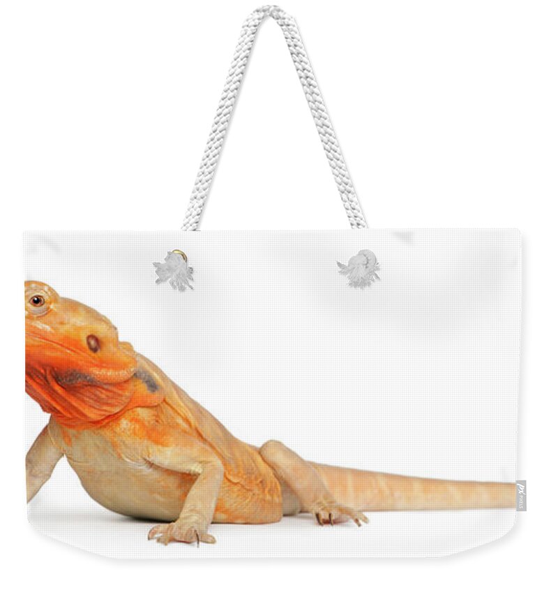 Belgium Weekender Tote Bag featuring the photograph Silkbacks Scaleless Bearded Dragon by Life On White