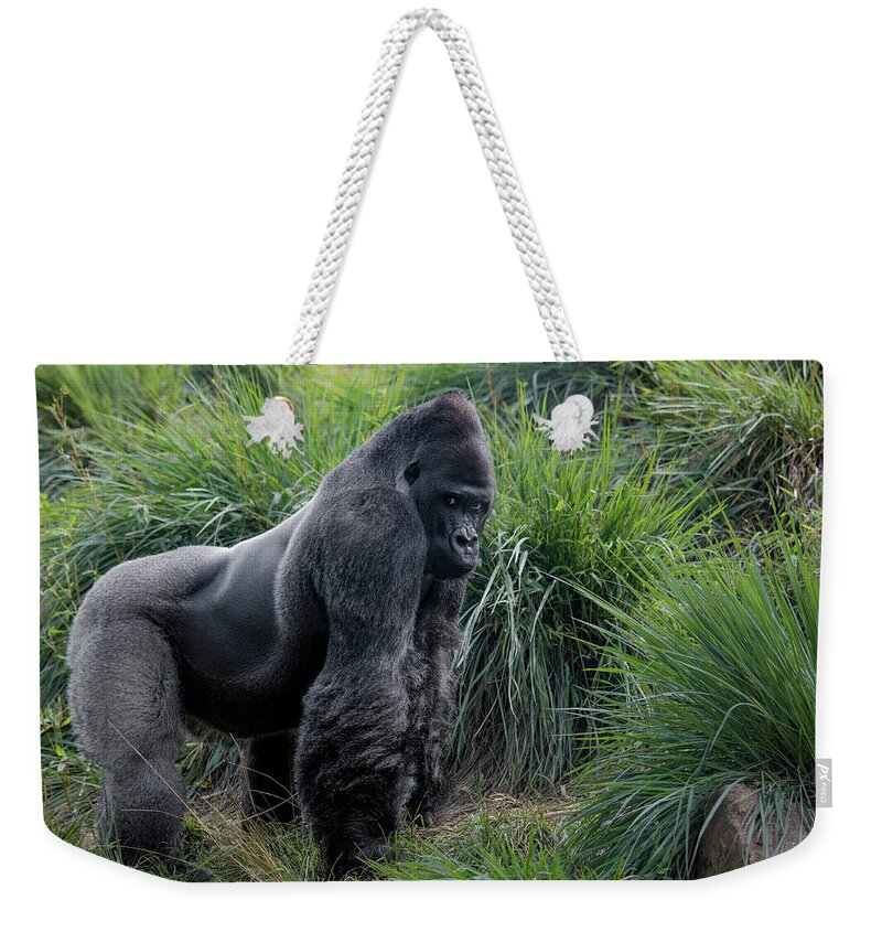 Captured Animals Weekender Tote Bag featuring the photograph Silverback Stare 1806 by Donald Brown