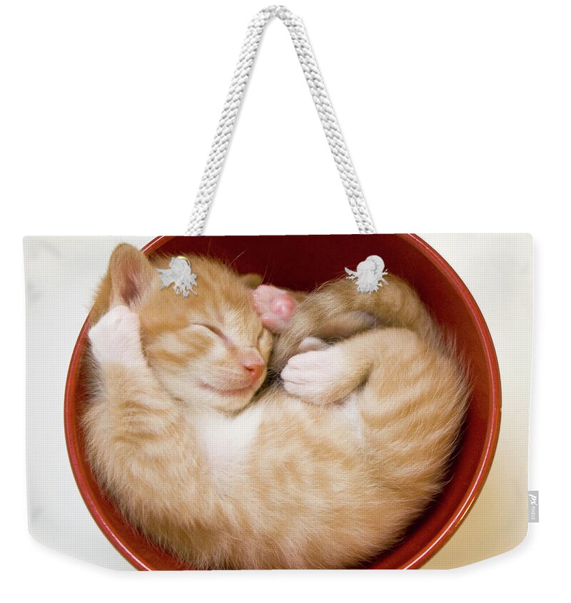 Pets Weekender Tote Bag featuring the photograph Sleeping Kittens In Bowl by Sanna Pudas
