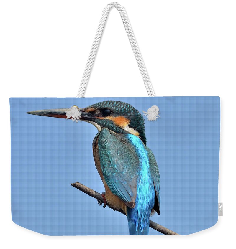 Animal Themes Weekender Tote Bag featuring the photograph Small Blue Kingfisher Alcedo Atthis by Dr. Anirban Sinha Photography