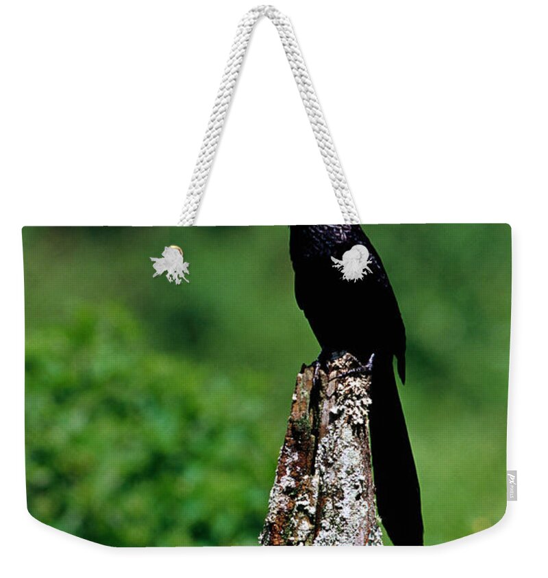 South America Weekender Tote Bag featuring the photograph Smooth-billed Ani Crotophaga Ani At by Richard I'anson