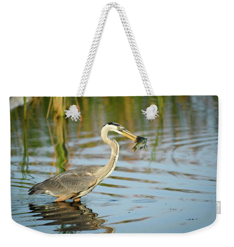 Birds Weekender Tote Bag featuring the photograph Snack Time for Blue Heron by Donald Brown
