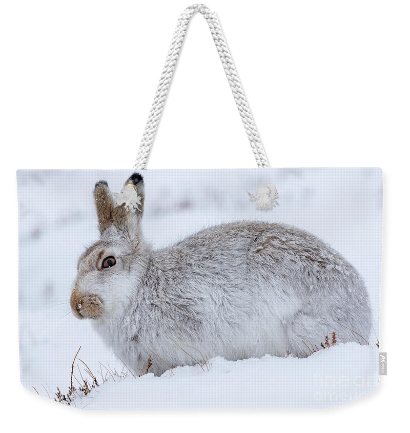 Mountain Hare Weekender Tote Bag featuring the photograph Snow Hare in Winter by Arterra Picture Library