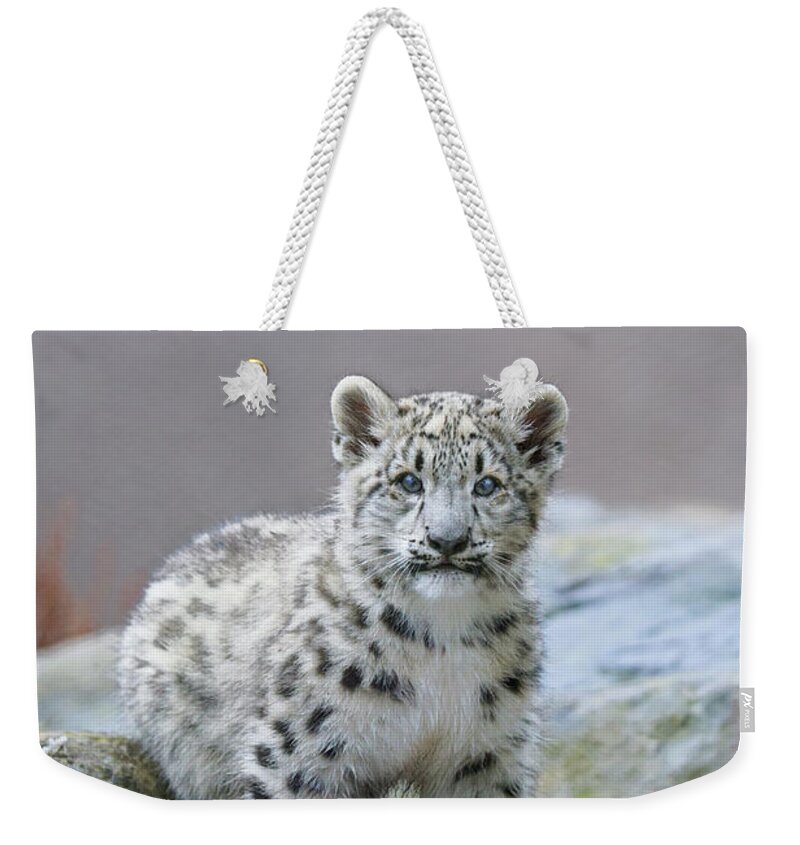 Suzi Eszterhas Weekender Tote Bag featuring the photograph Snow Leopard Cub by Suzi Eszterhas