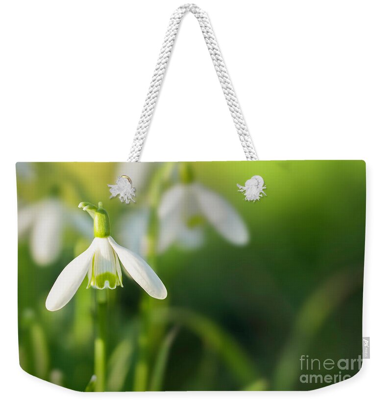 Snowdrops Weekender Tote Bag featuring the photograph Snowdrops at eye level with copy space by Simon Bratt