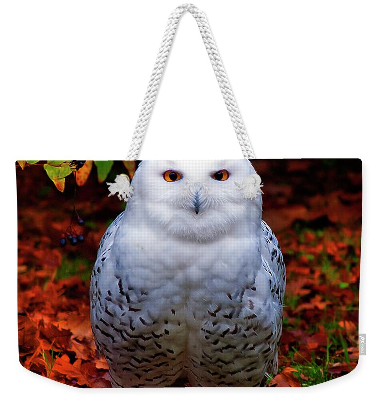 Animal Themes Weekender Tote Bag featuring the photograph Snowy Owl by Photo By Steve Wilson