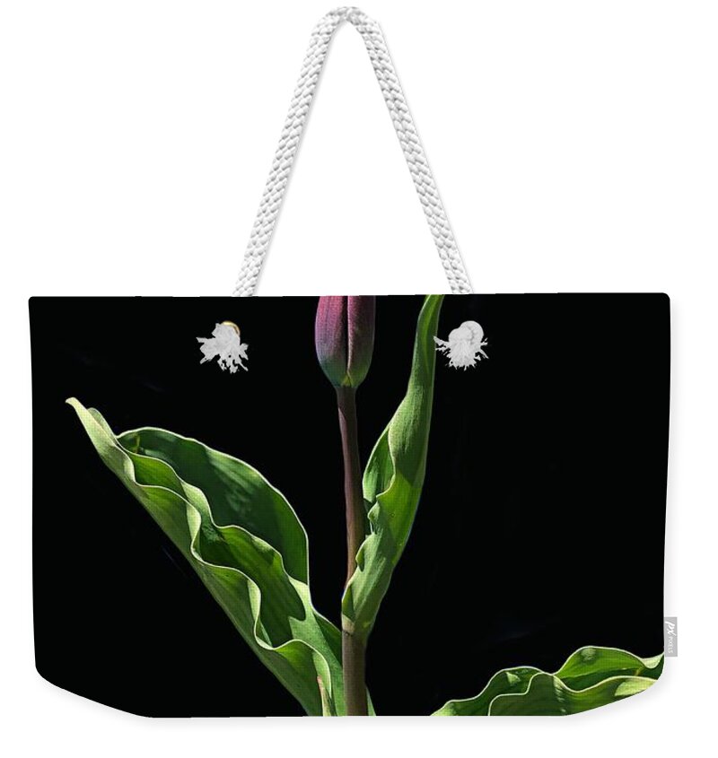 Tulip Weekender Tote Bag featuring the photograph Soft Morning Light by Diana Rajala