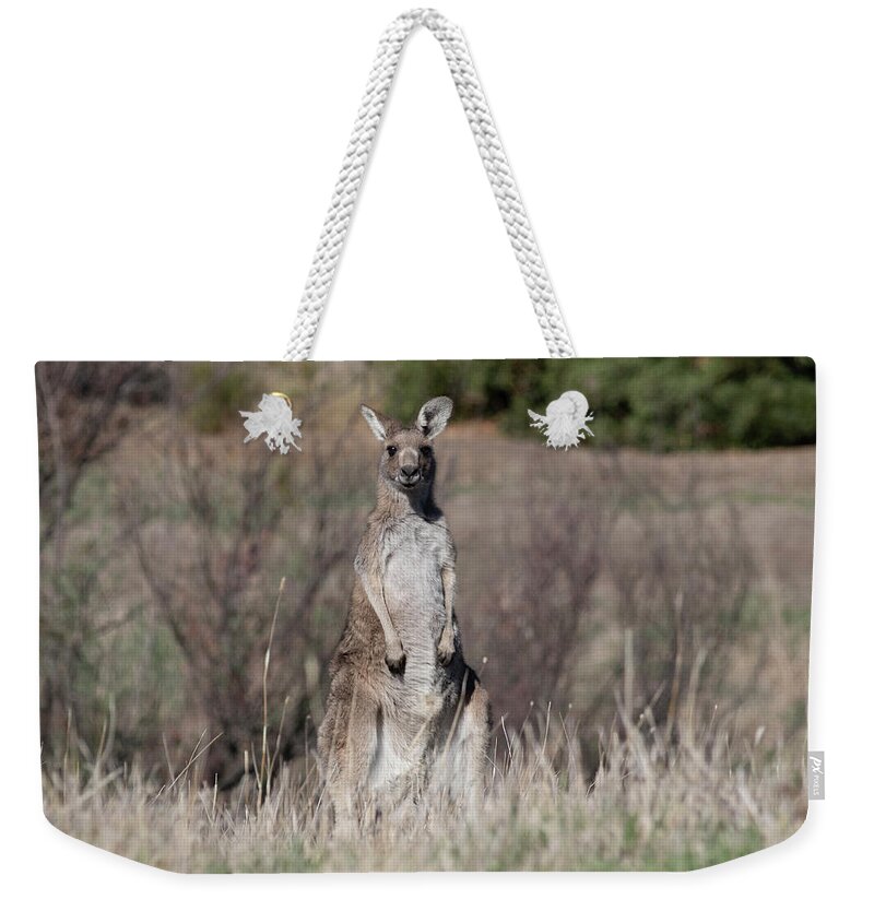 Kangaroo Weekender Tote Bag featuring the photograph Solo by Masami IIDA